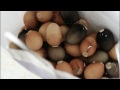 Impossible de lire la video